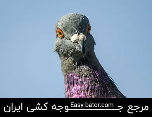 نکات خرید کبوتر نکات خرید کبوتر