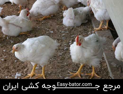 نیمچه های گوشتی نیمچه های گوشتی