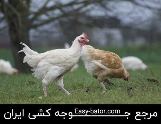 دلایل پرریزی طیور دلایل پرریزی طیور