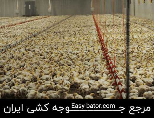 پرورش جوجه یکروزه طیور پرورش جوجه یکروزه طیور