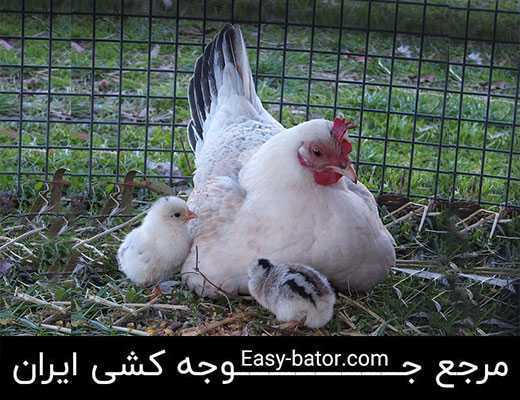 پرورش دسته ماکیان پرورش دسته ماکیان