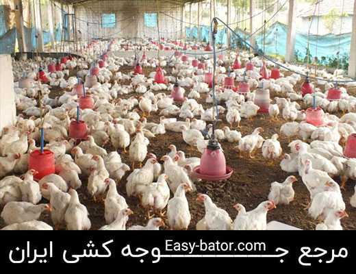 پرورش طیور پرورش طیور