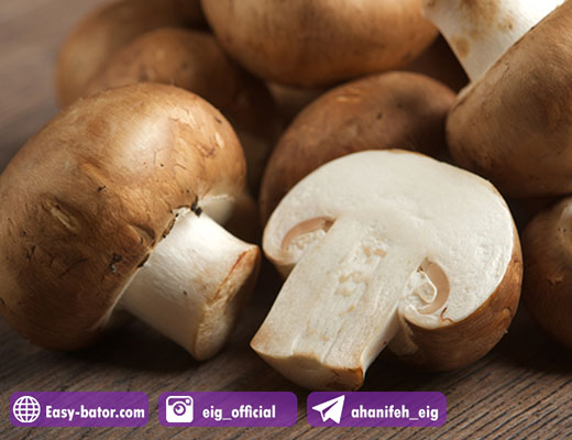 پرورش قارچ پرورش قارچ