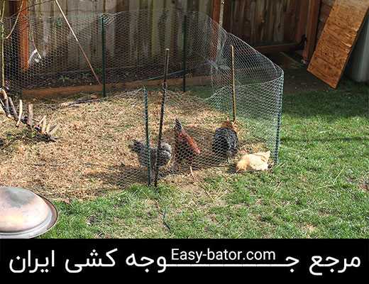 پرورش مرغ در حیاط خانه و منزل پرورش مرغ در حیاط خانه و منزل