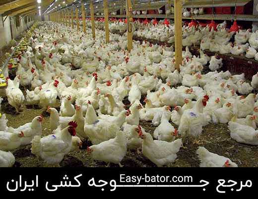 پرورش مرغ گوشتی پرورش مرغ گوشتی