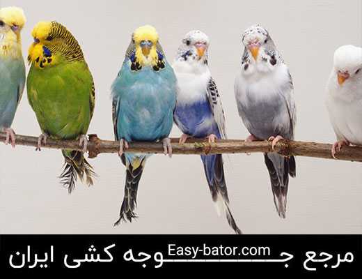 پرورش پرندگان زینتی پرورش پرندگان زینتی