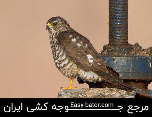 پیغو و پیغوی کوچک پیغو و پیغوی کوچک