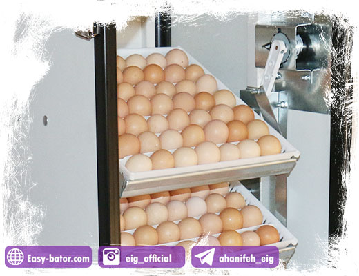چرخش تخم ها چرخش تخم ها