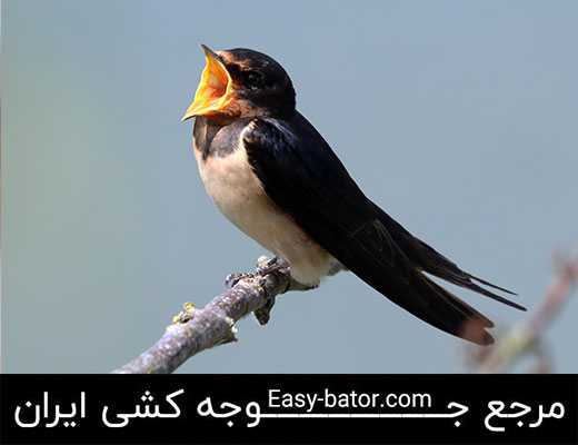 چلچله چلچله