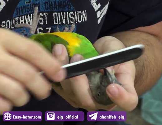 کوتاه کردن نوک طوطی کوتاه کردن نوک طوطی
