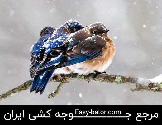 گرم نگهداشتن پرندگان در زمستان گرم نگهداشتن پرندگان در زمستان