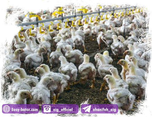 گرمایش مرغداری گرمایش مرغداری