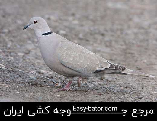 یاکریم یاکریم
