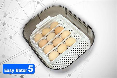 eggs in easy bator 5